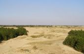 Kust woestijn bioom planten