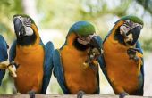 Wat voor soort Fruit kunnen papegaaien en Macaws hebben?