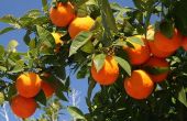 How to Plant citrusbomen in Florida