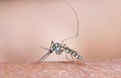 How to Kill muggenlarven in huisdier Water