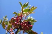 Self-Pollinating pruimenboom rassen