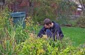 How to Get Rid van Vogelmuur in uw tuin