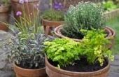 Planten voor een ondiep tuin-Bed