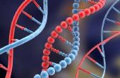 Wat is de subeenheid van DNA genoemd?