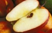 Hoe te bevriezen van appels zonder draaien ze