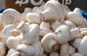 How to Grow Mushrooms in een doos thuis