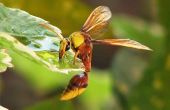 How to Keep wespen & bijen uit een Birdbath