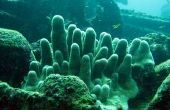 Hoe maak je een Project van de wetenschap koraalrif