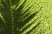 Kan gras groeien in kunstmatig licht?