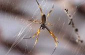 Giftige spinnen in Louisiana