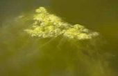 Hoe te scheren vijver algen voor gebruik als meststof