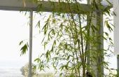 How to Grow bamboe planten binnenshuis