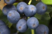Hoe lang Blueberry struiken groeien?