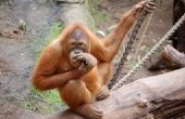 Feiten over Baby orang-oetan