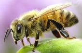 Hoe te verwijderen een Bee Stinger