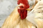 Reden voor kippen schokken van hun nek