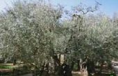 Zijn wortels een probleem met olijfbomen?