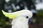 Wat een Umbrella Cockatoo kunt & kan niet eten