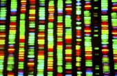 Profs & tegens van DNA Fingerprinting