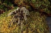 Florida Tarantula's en andere spinnen