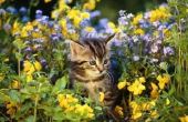 Zal de kat uitwerpselen gekwetst tuin bodem?