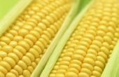 Betekent eten maïs verhoging buikvet?