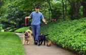 Hoe om te adverteren voor een hond wandelen & huisdier zitten Business