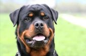 Over Rottweilers