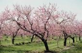 Interessante feiten over Cherry bomen
