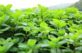 Wat zijn de verschillende soorten Mint planten?