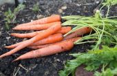 How to Grow wortelen
