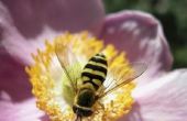 How to Teach derde nivelleermachines hoe bijen bestuiven