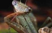 Tips over de verzorging van een gewonde Praying Mantis