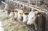 Wat zijn de oorzaken van haaruitval bij runderen?
