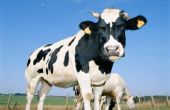 Hoe maak je een biogasinstallatie thuis met koeienmest