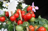Kenmerken van tomatenplanten