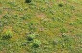 Bruine vlekken op Zoysia gras