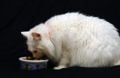 Zelfgemaakte calorierijke voeding voor de kat