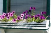Wat voor soort planten te zetten in een venster tuin?