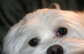 Redenen voor een Maltese hond te haren verliezen