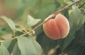 Waarom zijn de perziken rotte voordat ze rijp zijn?