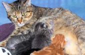 Wat zijn de behandelingen voor gevoelige tepels van de kat van een verpleegkundige?