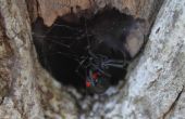 Giftige spinnen & insecten in Michigan