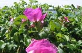 Hoe te snoeien Rugosa rozen