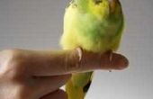 How to Take Care van Baby Budgies
