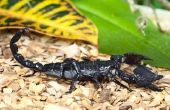 How to Keep Scorpions uit mijn huis