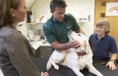 Hoe te herkennen en behandelen van aandoeningen van het zachte verhemelte bij honden