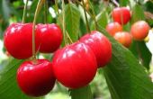 Hoe om te groeien Cherry bomen in Californië