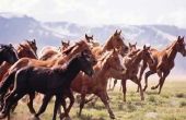 Wat Is het verschil tussen binnenlandse en wilde paarden?