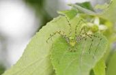 Soorten spinnen gevonden in Georgië